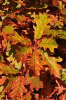 Tumbling Waters Fall Foliage