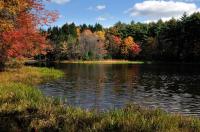 Tumbling Waters Pickeral Pond Foliage