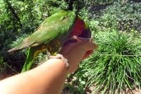 Elisa feeding the parrot
