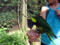 Gabriella feeding the parrot