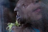 Gabriella reflects the Gorillas