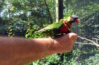 Nonno feeding the parrot
