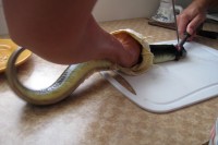 Mama Cleaning the Eel