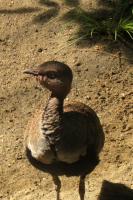 An annoying, screaming bird