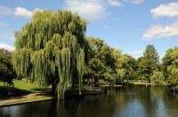 Weeping Tree in Boston Commons