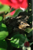 One of three baby robins in the rose bush.