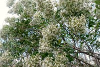 Corsons Inlet flowers