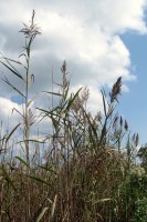 Corsons Inlet Bulrushes