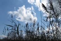 Corsons Inlet Bulrushes