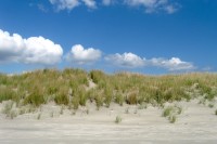 Corsons Inlet Beach