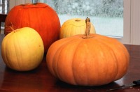 Pumpkin Still Life