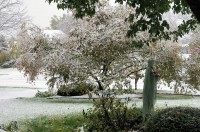 First Snow, 2011 / Halloween decorations