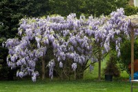 Wisteria 2012