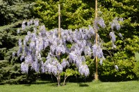 Wisteria 2006