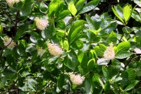 Sweet Smell of the Sweet Pepperbush