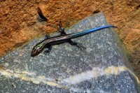 Iridescent Salamander